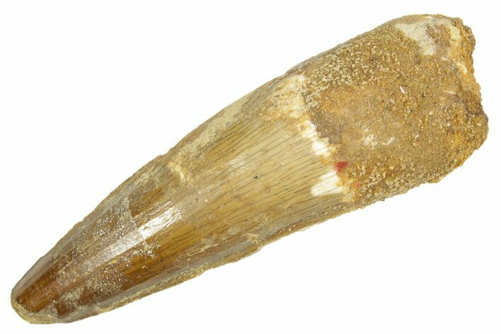 Fossil Spinosaurus Tooth - Real Dinosaur Tooth #363079